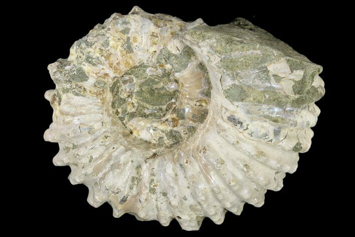 Bumpy Ammonite (Douvilleiceras) Fossil - Madagascar #115609